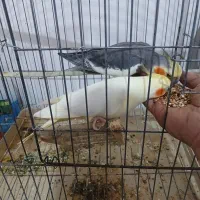 مرغ عشق و عروس هلندی بفروش میرسد|پرنده|املش, |دیوار