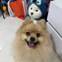 پامرانین خرسی اصیل