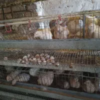 بیلدیرچین نروماده