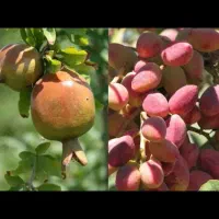 ملک زر خیز