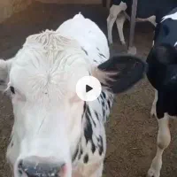 فروش گوساله نر