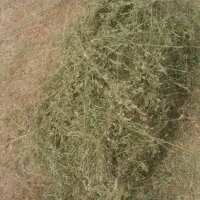 یونجه