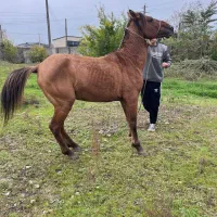 باسلام نریان ۷سال