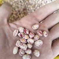 لوبیا چیتی امسالی صادراتی