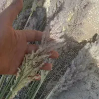 گل پامپاس،گاله