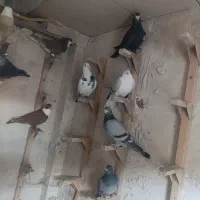 ده عدد نره شب بازی