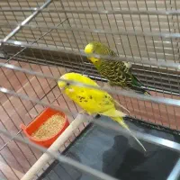 مرغ عشق جفت