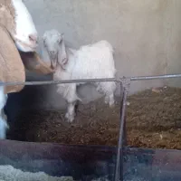 یک عددکولاربزغاله آبستن.بادوتابزغاله نروماده|حیوانات مزرعه|شهرآباد, |دیوار