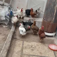 مرغ تخم‌ گذار سرحال