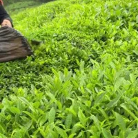 فروش چای لاهیجان اصل شمالی