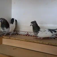 کبوتر کله ای وتکدوم|پرنده|لالجین, |دیوار