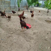 تخم مرغ لاری اوشامو نطفه دار|حیوانات مزرعه|قزوین, |دیوار