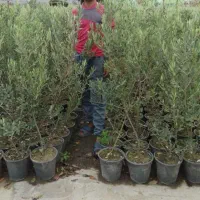 نهالستان مجاز مرادبکلو|خدمات باغبانی و درختکاری|قم, آزادگان|دیوار