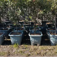 80عدد فوتونیا سطل 50 تنه دار قد  در حدود 2متر