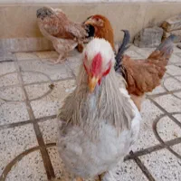 مرغ وخروس برهمای اصیل|حیوانات مزرعه|تربتحیدریه, بالا ولایت|دیوار