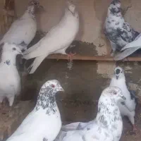 کبوتر کاشان