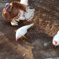 مرغ لگرن ایتالیا