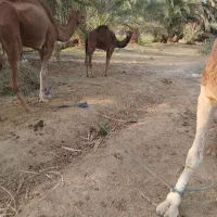 شترنرفروشی|حیوانات مزرعه|دلگان, |دیوار