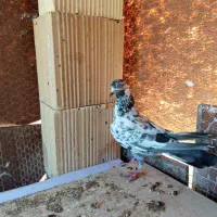 کفتر دونه ۲۵۰ مفت