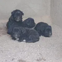 واگذار‌ی‌توله‌قهدریجانی|سگ|سیرجان, |دیوار