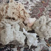 مرجان آکواریوم