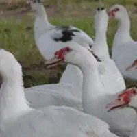 اردک روسی سیکا