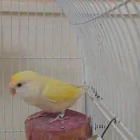 طوطی برزیلی ماده آماده