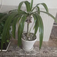 گل طبیعی بزرگ