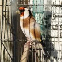 سهره قواره دار عروسک بخون