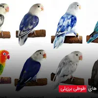 فروش یجفت طوطی برزیلی مولد خوب بشرط