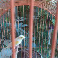 جوجه قناری ۷ماهه