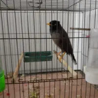 دو تا جوجه مینا|پرنده|قم, پردیسان|دیوار