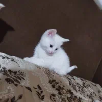 گربه بریتیش نر و ماده