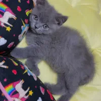 گربه اسکاتیش
