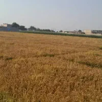 برنج عنبربو تیلکی|خوردنی و آشامیدنی|گتوند, |دیوار