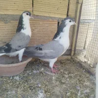 دمگیر اصفهانی