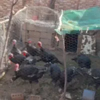 غاز|حیوانات مزرعه|خوی, |دیوار