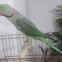 شاه طوطی نر|پرنده|قائم‌شهر, |دیوار