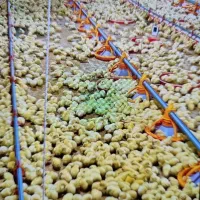 نیروی کار مرغداری