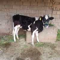 2عدد گوساله ماده