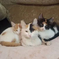 بچه گربه|گربه|مشهد, دوست آباد|دیوار