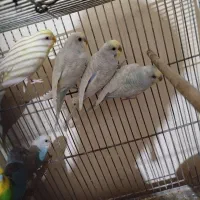 با سلام هفت عدد