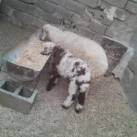 گوسفند‌‌زیرش‌بره‌ماده‌سالم‌سرحال‌خوش‌خوراک