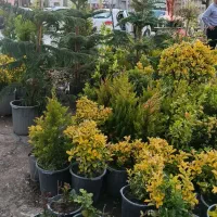 گل گیاه آپارتمانی ، فضای باز و انواع درختچه تزیینی