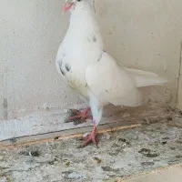 کبوتر طوقی|پرنده|گنبد کاووس, |دیوار