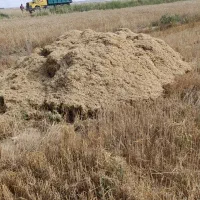 خریدار کاه گندم هستم  کوپه یک میلیون چهارصد