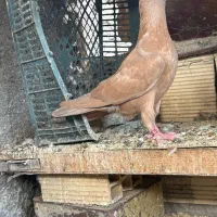 کبوتر زرد سیستان کاکل جفت
