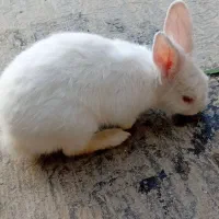 خرگوش چشم صورتی