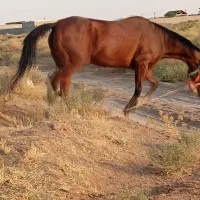 اسب مادیان دوخون 6ساله آبستن قد 160