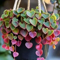 دعوت به همکاری